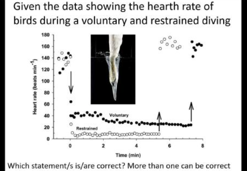 <p>When birds are allowed to freely dive, their heart rate drops less than if they are restrained, presumably they are less concerned about saving oxygen if they are free to return to the surface whenever they like.</p><p></p><p>If the birds are freely diving their heart rate is lower then if they are restrained</p><p></p><p>The graphs shows that the heart rate recovers similarly in the voluntary and restrained bird after they return to the surface</p><p></p><p>Restraining birds under water might create an artifact in the experiment</p>