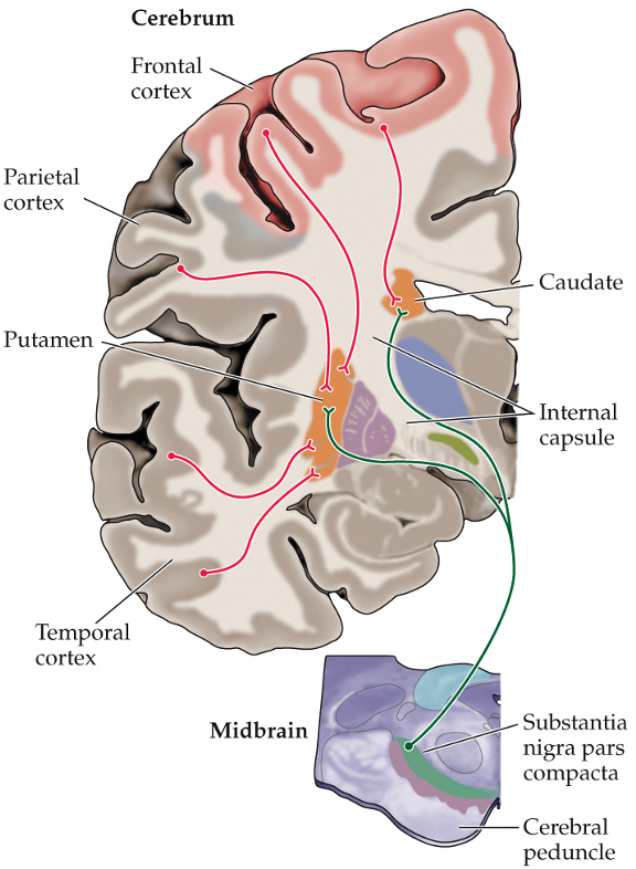 <p>where do cortical neurons and substantia nigra project their inputs onto?</p>