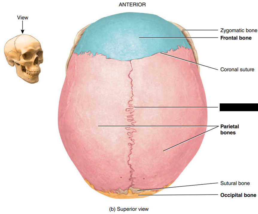 <p>State and identify what part of the cranial bone is being pointed out and censored. (hint: suture)</p>
