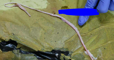 <p>Give thename of the organ and the specie it came from</p>