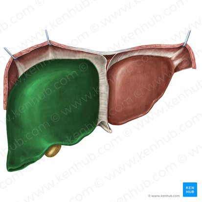 <p>The larger of the two main lobes of the liver, located on the right side of the abdomen.</p>