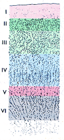 <p>homotypical or heterotypical </p>