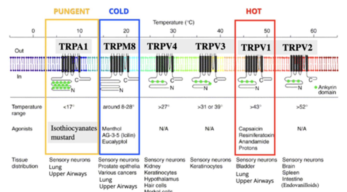 <p>TRP receptor for pungent stimuli, like mustard, isothiocyanates.</p><p>- <17 degrees</p><p>- located on sensory neurons, lung, upper airways</p>