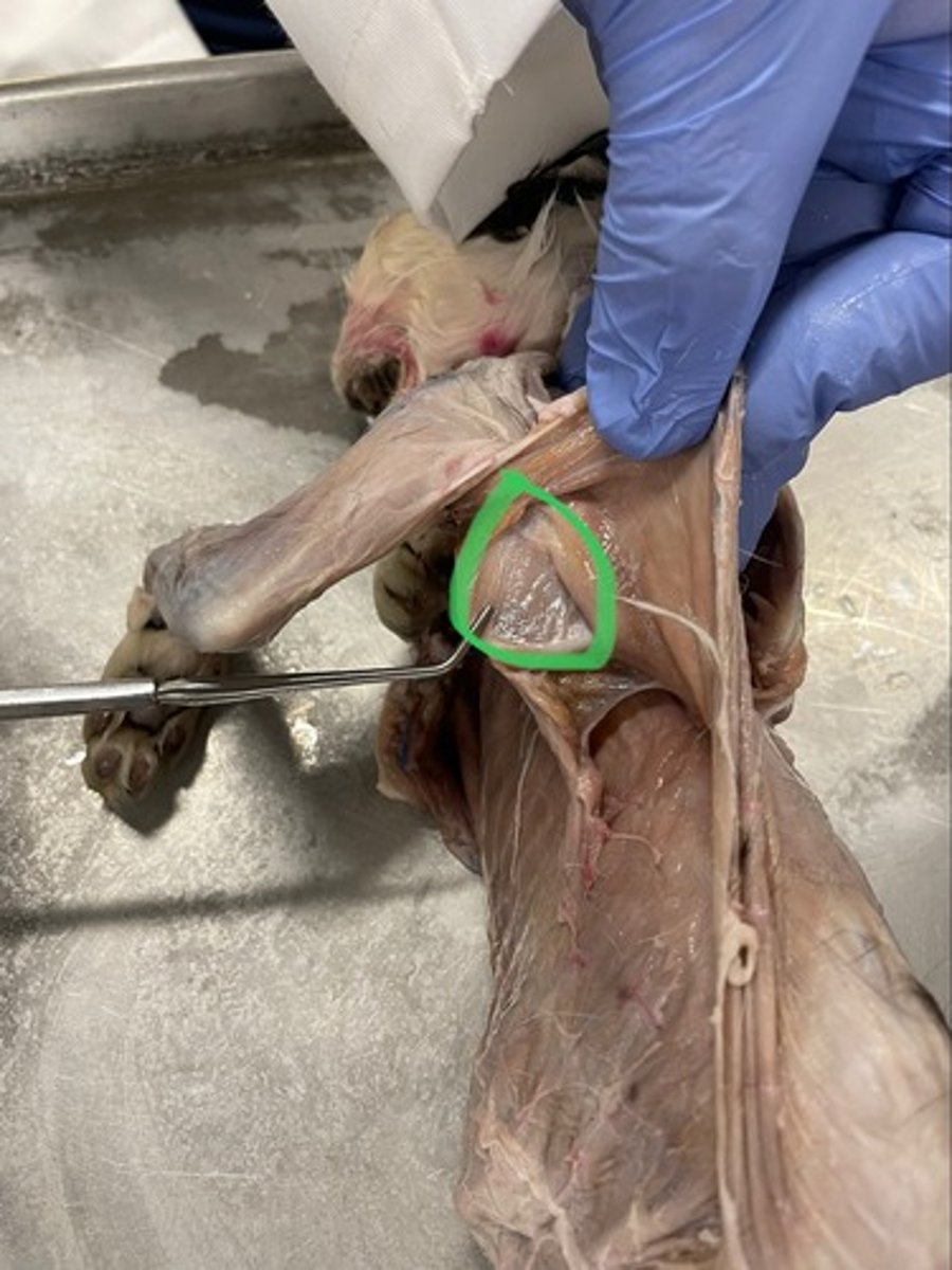 <p>O: infraspinous fossa of scapula</p><p>I: greater tubercle of scapula</p><p>A: stabilizes humerus</p>