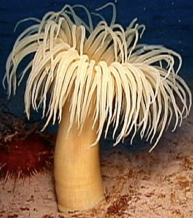 <p>phylum?, class?, ex?</p>