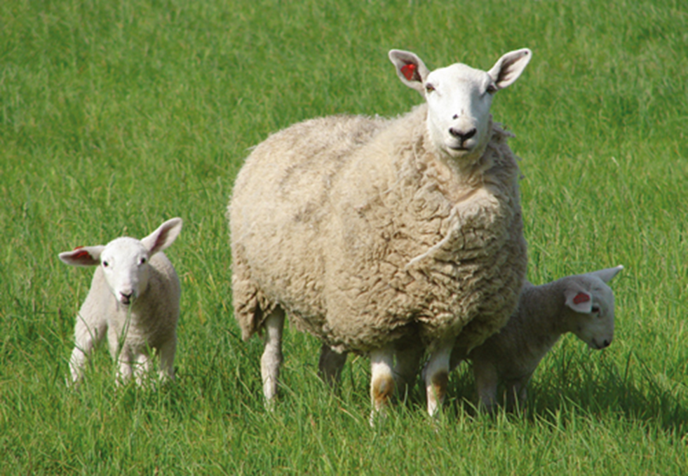 <p>what breed and type of wool </p>
