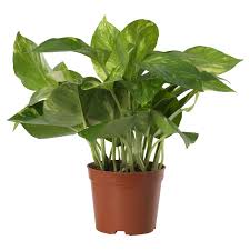 <p><span>Epipremnum spp. / Pothos</span></p>