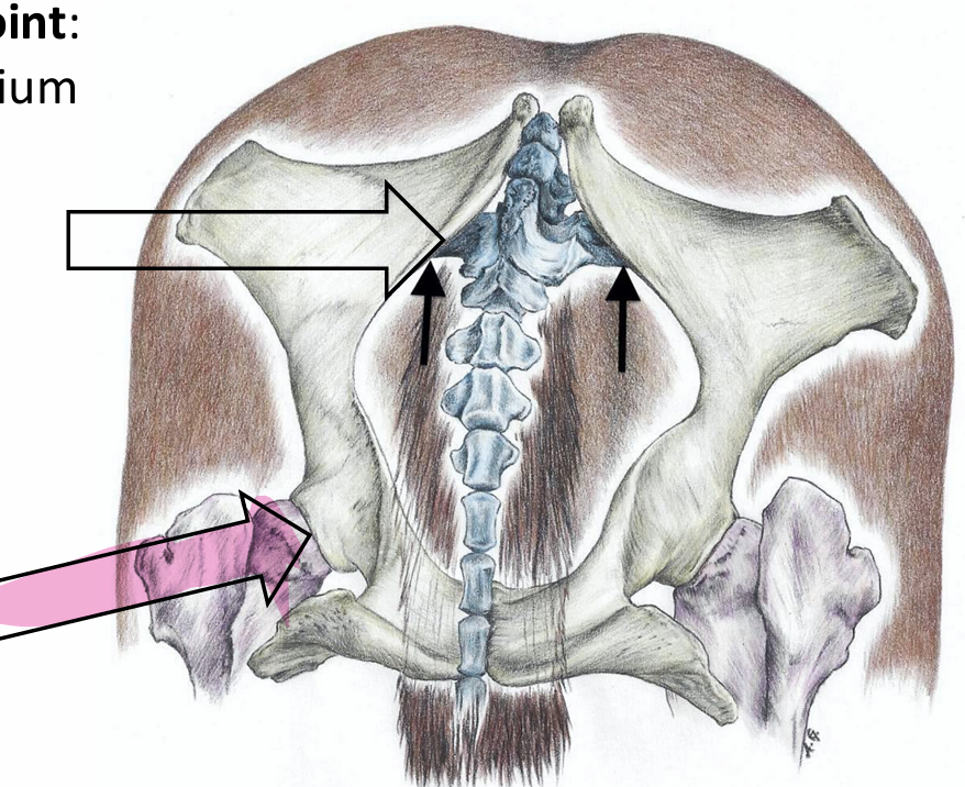 <ul><li><p>Acetabulum and femur</p></li><li><p>Pink arrow</p></li></ul><p></p>
