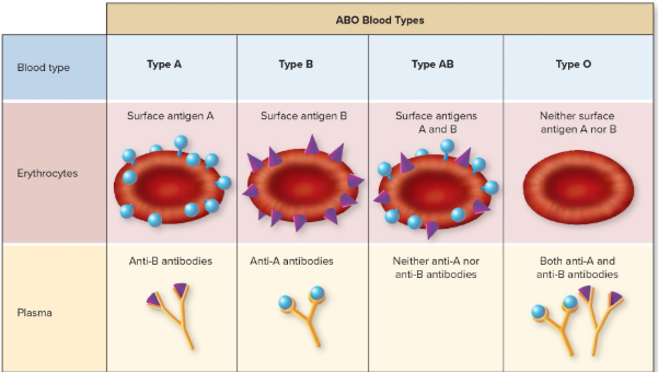 <ul><li><p>Type <strong>A </strong>blood has <strong>anti-B antibodies</strong> in its <strong>plasma</strong></p></li><li><p>Type <strong>B </strong>blood has<strong> anti-A antibodies </strong>in its <strong>plasma</strong></p></li><li><p>Type <strong>AB </strong>blood has <strong>neither anti-A nor anti-B antibodies</strong> in its <strong>plasma</strong></p></li><li><p>Type <strong>O</strong> blood has<strong> both anti-A and anti-B antibodies</strong> in its <strong>plasma</strong></p></li></ul><p></p>