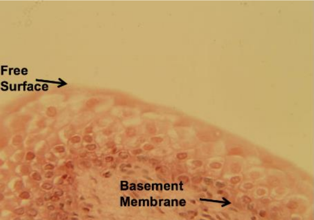 <p>what tissue is depicted in the image</p>