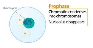 <ol><li><p>chromosomes condense</p></li><li><p>nucleolus becomes invisible</p></li><li><p>nuclear envelope breaks into vesicles</p></li><li><p>spindles (composed of microtubules)</p></li><li><p>spindle fibers move to opposite poles</p></li></ol>