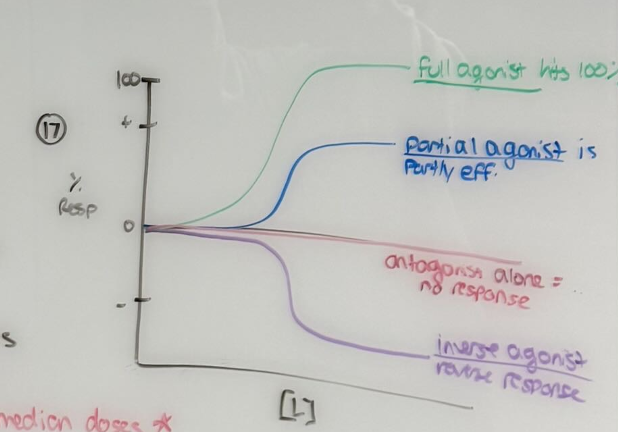 <ul><li><p>Full agonist should hit 100% (E<sub>MAX</sub>)</p></li><li><p>Partial agonist should be below 100%</p></li><li><p>Antagonist alone should be no response or 0%</p></li><li><p>Inverse agonist should reverse the response</p></li></ul><p></p>