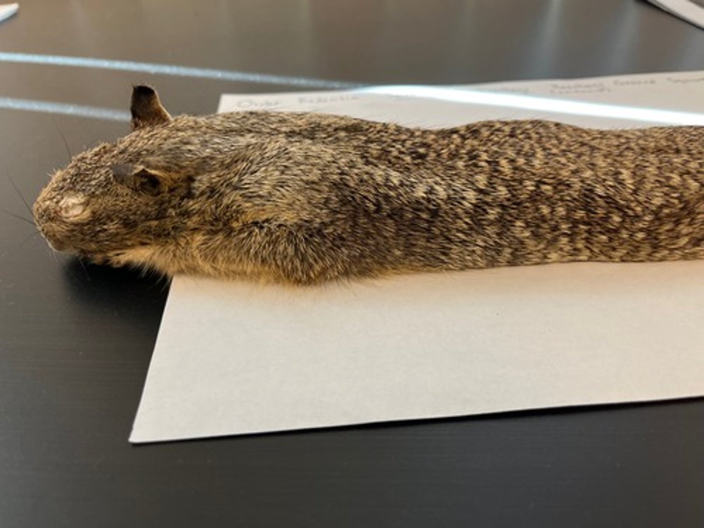 <p>- Part of Rodentia<br>- Large ground squirrel, gray brown mottled by light flecks. <br>- No stripes. <br>- The skull has the interorbital space and postorbital widths about equal.</p>