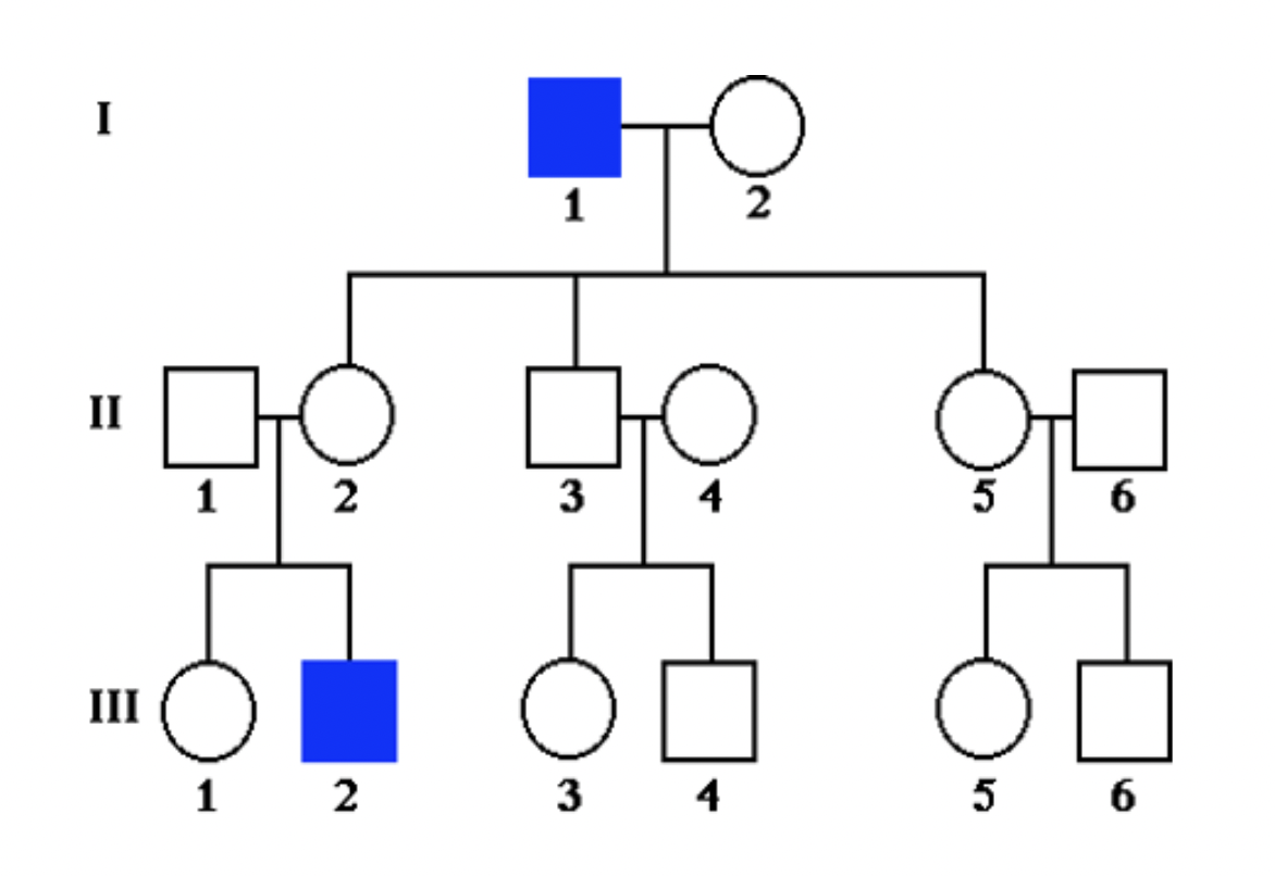 * rare *(NOTE: assume females entering into family are NOT carriers (homozygous dominant for trait) UNLESS otherwise stated in question)*
* males affected more frequently (X-linked) 
* skips generations (recessive) 
* unaffected individuals have affected children (recessive) 
* NEVER have father→son transmission (X-linked) (bc son gets __Y__-chromosome from father and condition is RECESSIVE) 
