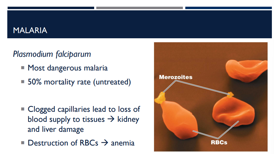 <p>What protozoan parasite is the most dangerous malaria with a 50% morality rate untreated?</p>