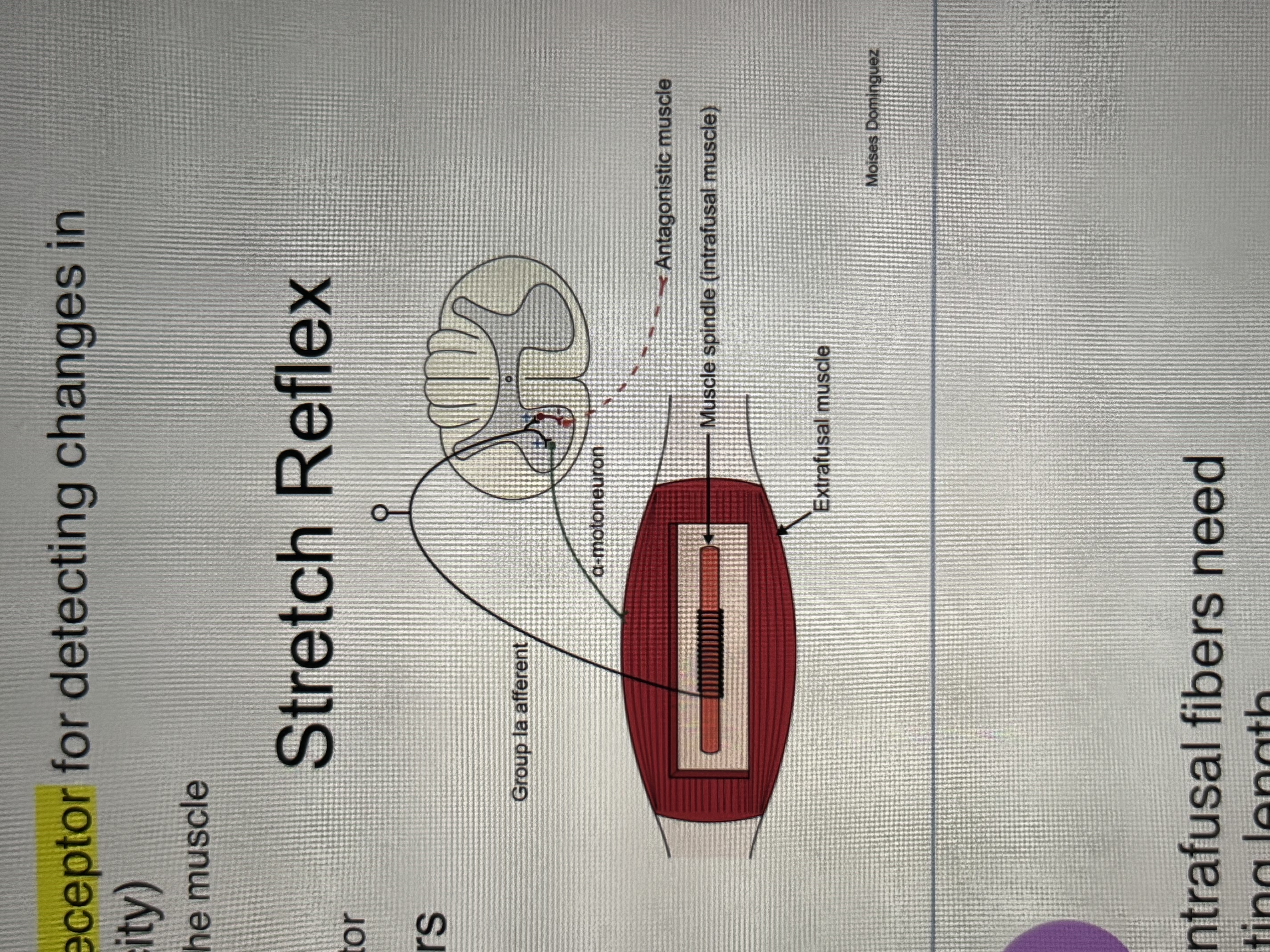 <ul><li><p><u>sensory receptor</u> for detecting changes in muscle stretch (length and velocity)</p><ul><li><p>do not contribute to force generated by the muscle</p></li><li><p>stretch along w/ the extrafusal fibers</p></li><li><p>stretch is what is registered by the receptor</p></li></ul></li><li><p>also call intrafusal muscle fibers <u>(afferent)</u>- 1a </p></li></ul><p></p>