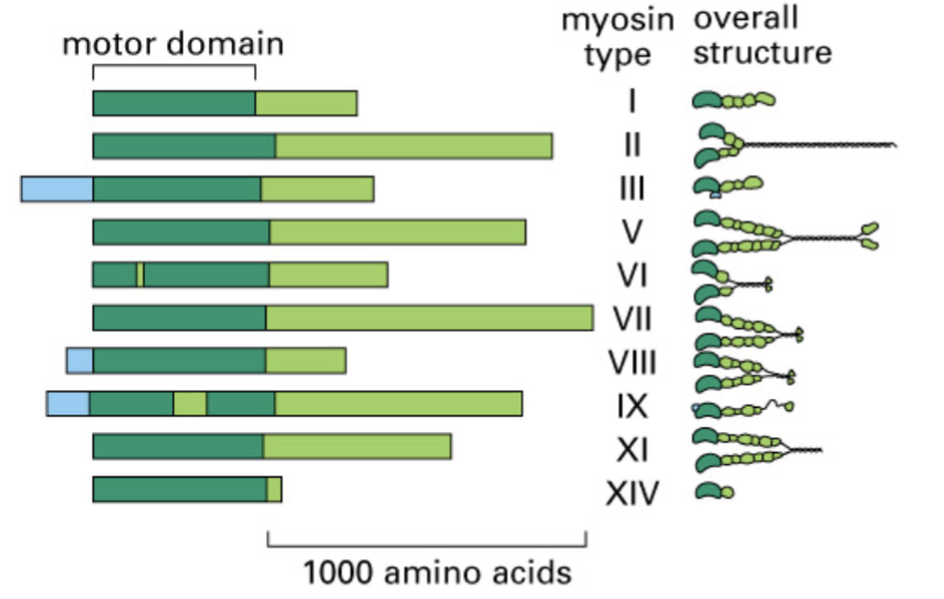 <p>there is a diverse myosin gene family that has monomer or dimer of motors with this. Myosin ATPase is in the motor domain. </p>