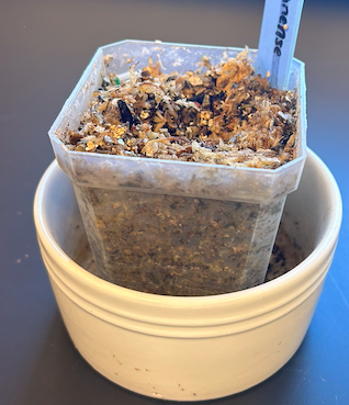 <p>Order? Family?</p>