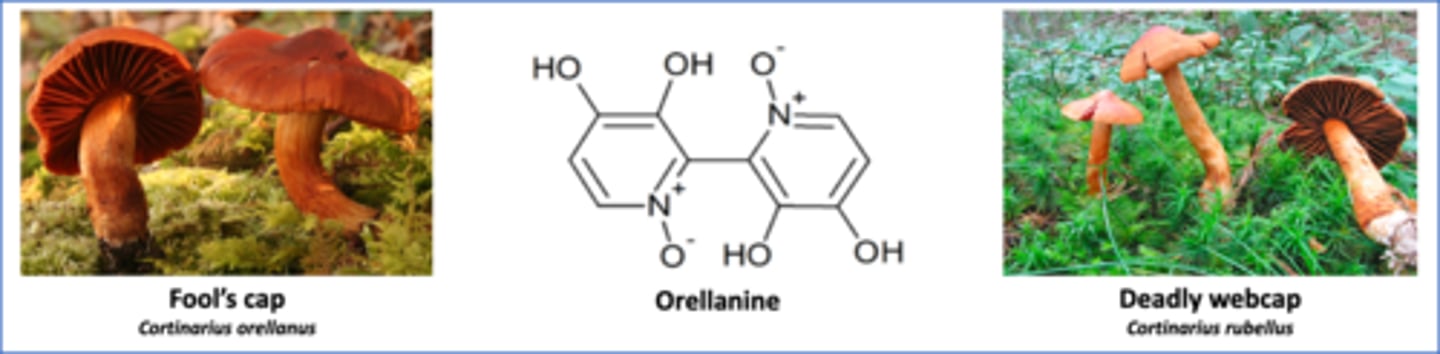 <p>Cortinarius orellanus, C. orellanoides, C.rainierensis</p>