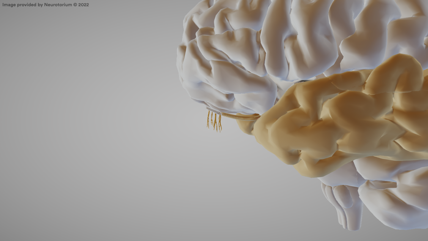 <p>Transmits smell information to the brain.</p>
