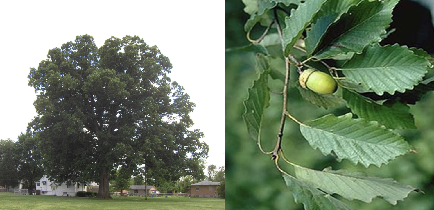 <p>Chestnut Oak</p>
