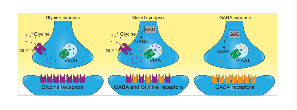 <p>refer to pic</p><ul><li><p>transporters for glycine and the precursor for GABA are both present in mixed synapses that has both of them in vesicles present </p></li></ul>