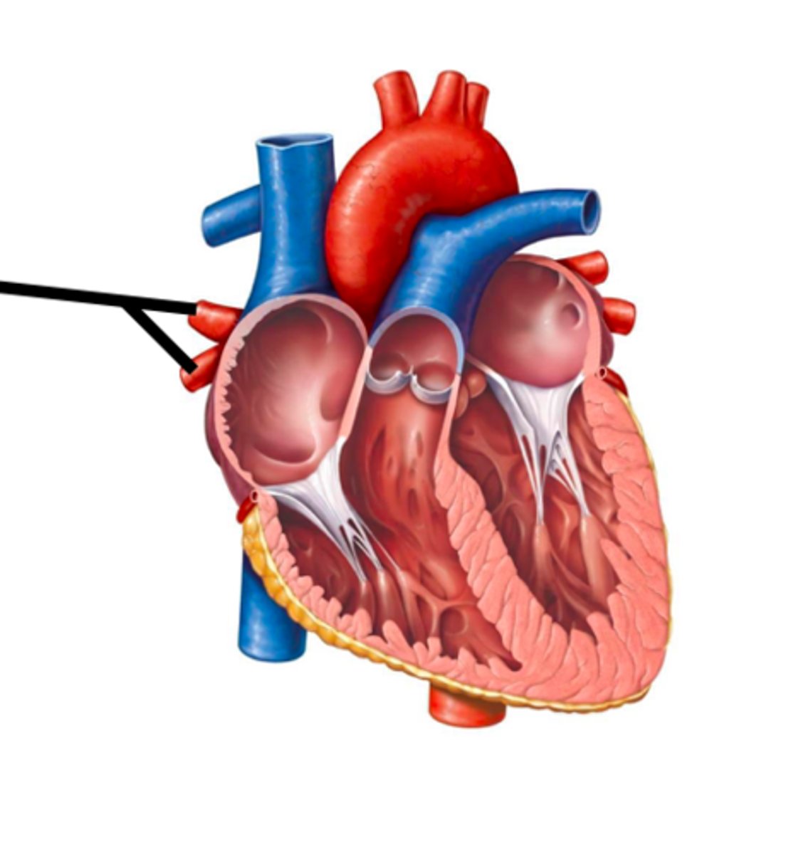 <p>responsible for carrying oxygenated blood from the lungs back to the left atrium of the heart</p>