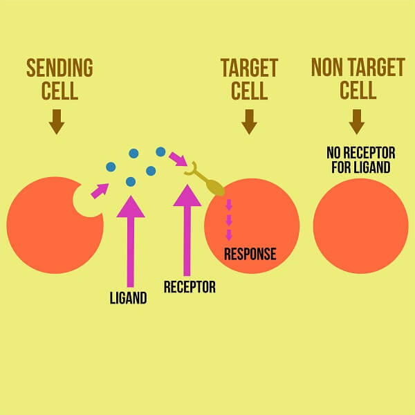 <p>The cells which have the receptors for a specific ligand. </p><p>If a cell doesn’t have the receptors for a specific ligand, it is not affected by that ligand’s signal. </p>