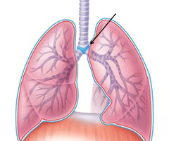 <p>extends from larynx to T(5-7) level where it divides into the right and left primary bronchi</p>