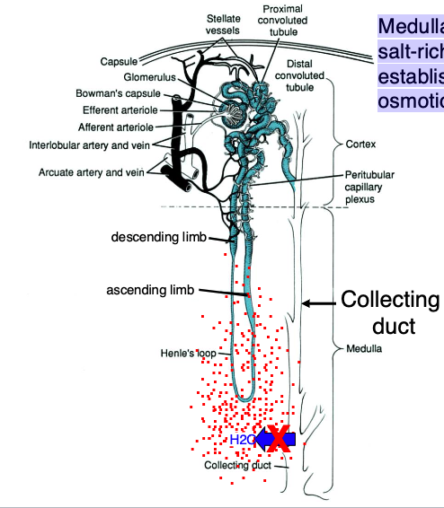 <p>salt-rich interstitium (whole point is to concentrate urine)</p>