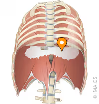 <p>muscle fibers of the diaphragm converge from its margins into a central fibrous tendon</p>