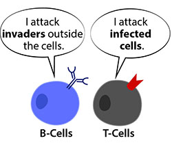 <p>The main difference between T cells and B cells: T cells can only recognize viral antigens outside the infected cells. B cells can recognize the surface antigens of bacteria and viruses produce and secrete antibodies. Activating the immune system to destroy pathogens.</p>