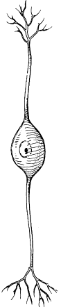 <p>a shape-classified neuron that has one axon and one dendritic branch extending from the soma. they play a role in transmitting information related to sight, smell, and hearing</p>