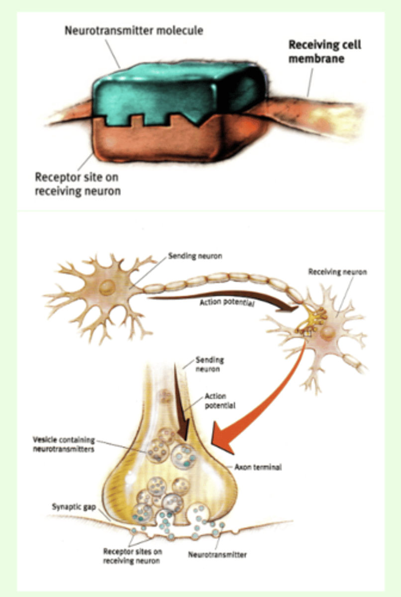 <p>- Neurotransmitters travel across the synaptic gap, bind to receptor sites on the receiving neuron and influence whether a neural impulse will be generated (effect of neurotransmitters may be excitatory or inhibitory)</p><p>- Ligands that bind to postsynaptic membrane at binding sites can be a chemical naturally produced by the body like a neurotransmitter or a chemical from the outside like a medication or a poison--or LSD...</p><p>- the millisecond-by-millisecond sum of all the excitatory and inhibitory signals a neuron receives determines whether or not it will fire</p>
