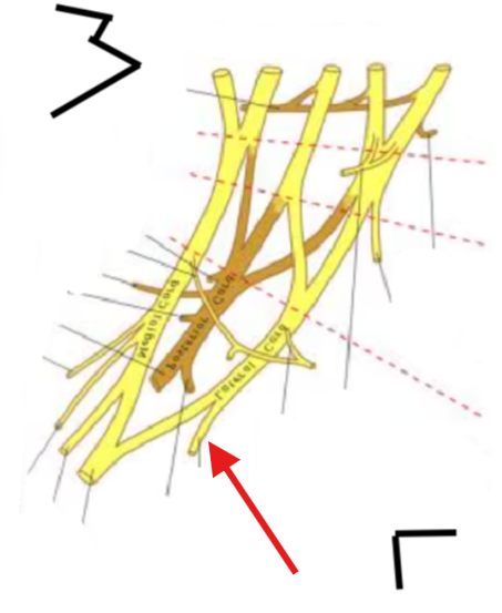 <p>What is this structure?</p>