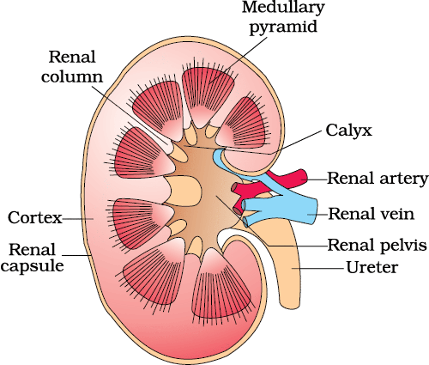 <p>What is the renal pelvis of a human kidney?</p>