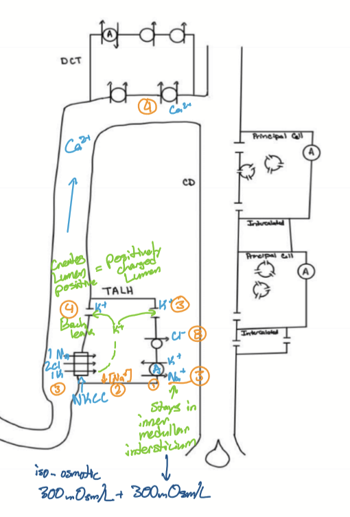 <ol><li><p>NKA on basolateral membrane pumps NA from cell into plasma</p></li><li><p>Na decreases in cell</p></li><li><p>Drives NKCC, bringing 1 Na, 2 Cl, and 1 K into the ISF (half of K is leaked back out) </p></li><li><p>Potassium back leak is responsible for “lumen positive” </p></li><li><p>Inner medullary interstitum increases to 600mOsm/L </p></li></ol><p></p>