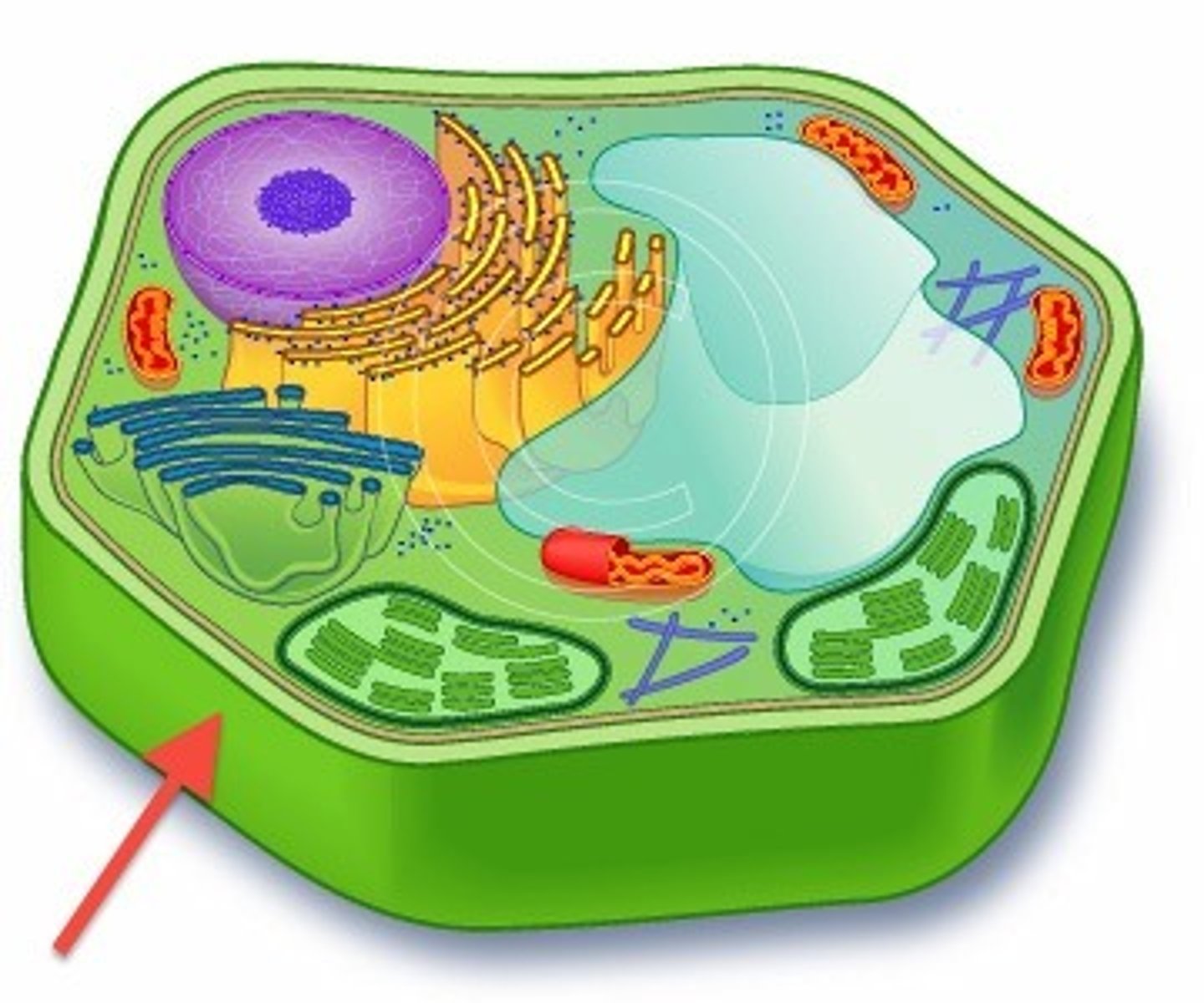 <p>surrounds the cell membrane of the plant cell; provides support and shape and is found in plant, algae and fungi cells. It supports the cell and prevents it from changing shape.</p>