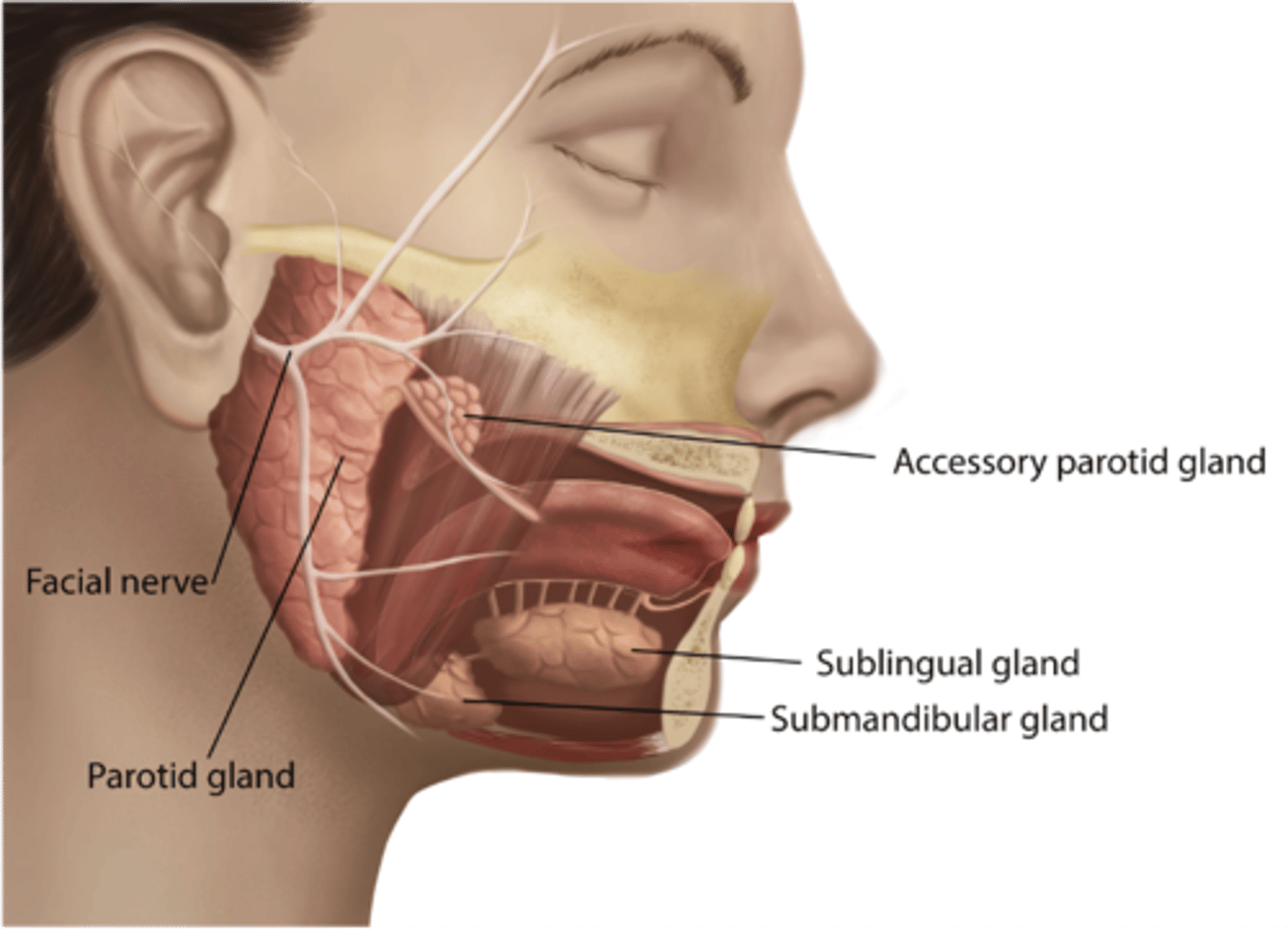 <p>Lacrimal</p><p>Submandibular</p><p>Sublingual</p><p>Nasal</p>