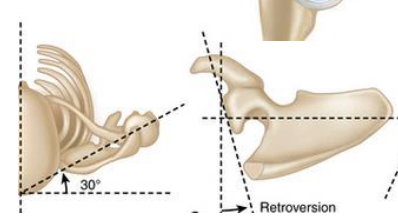 <ul><li><p><span style="color: red;">5° superior tilt</span></p></li><li><p><span style="color: red;">6 -7° retroversion from scapular plane </span></p><ul><li><p><em>Scapular plane is 30° from the frontal plane</em></p></li></ul></li></ul><p></p>