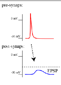 <p>Positive voltage shift</p><p>Increases the likelihood that the postsynaptic neuron will fire action potential</p>