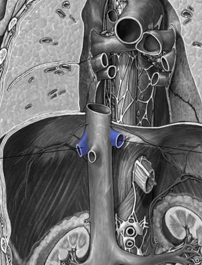 <p>Which veins:</p><ul><li><p>Branch off from inferior vena cava</p></li><li><p>Directly inferior to diaphragm</p></li><li><p>Supplies the liver</p></li></ul><p></p>
