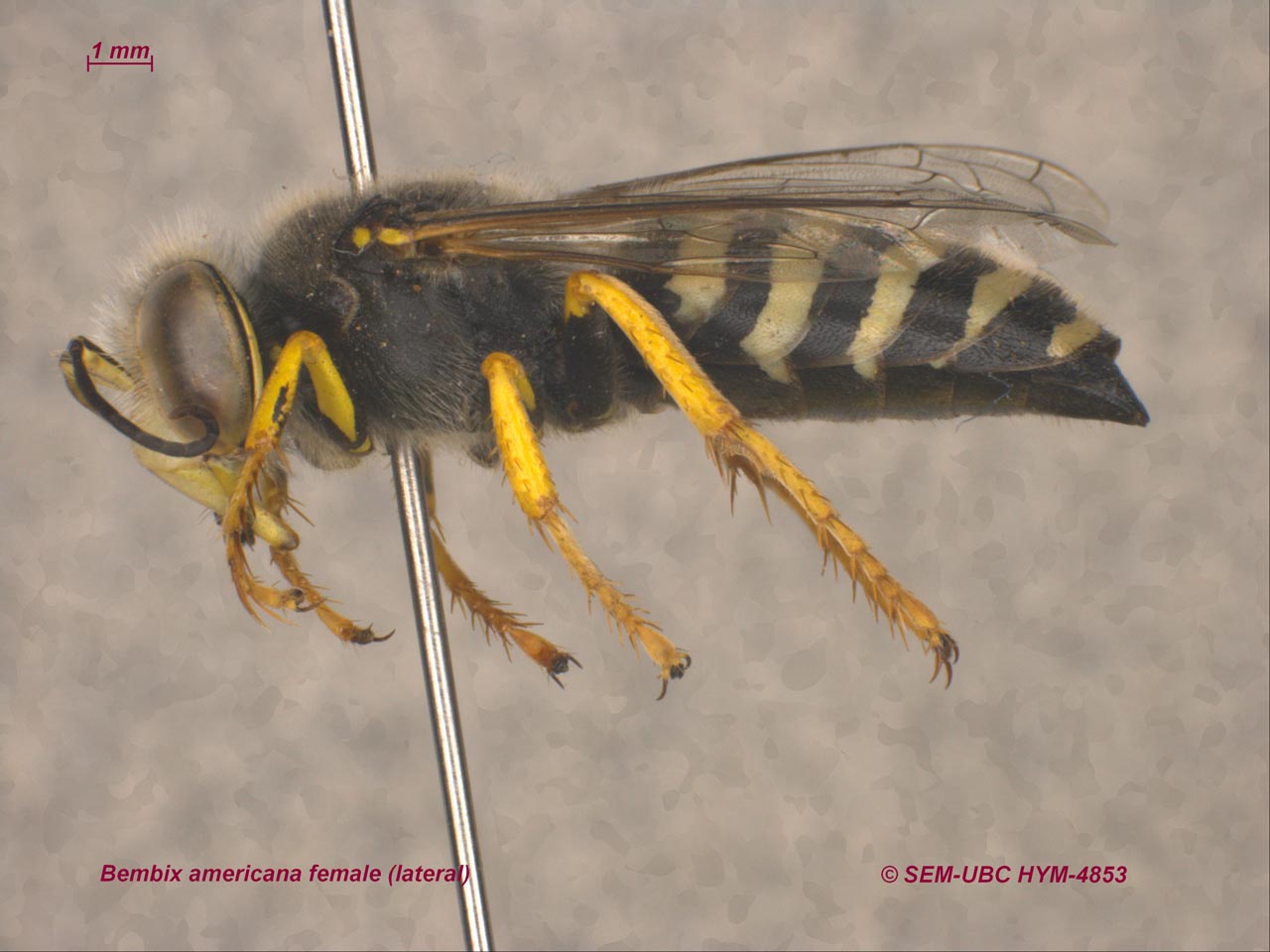 <p>no prepectus, pronotum separated from tegula with posterolateral apex<br>FW with 10+ cells</p>