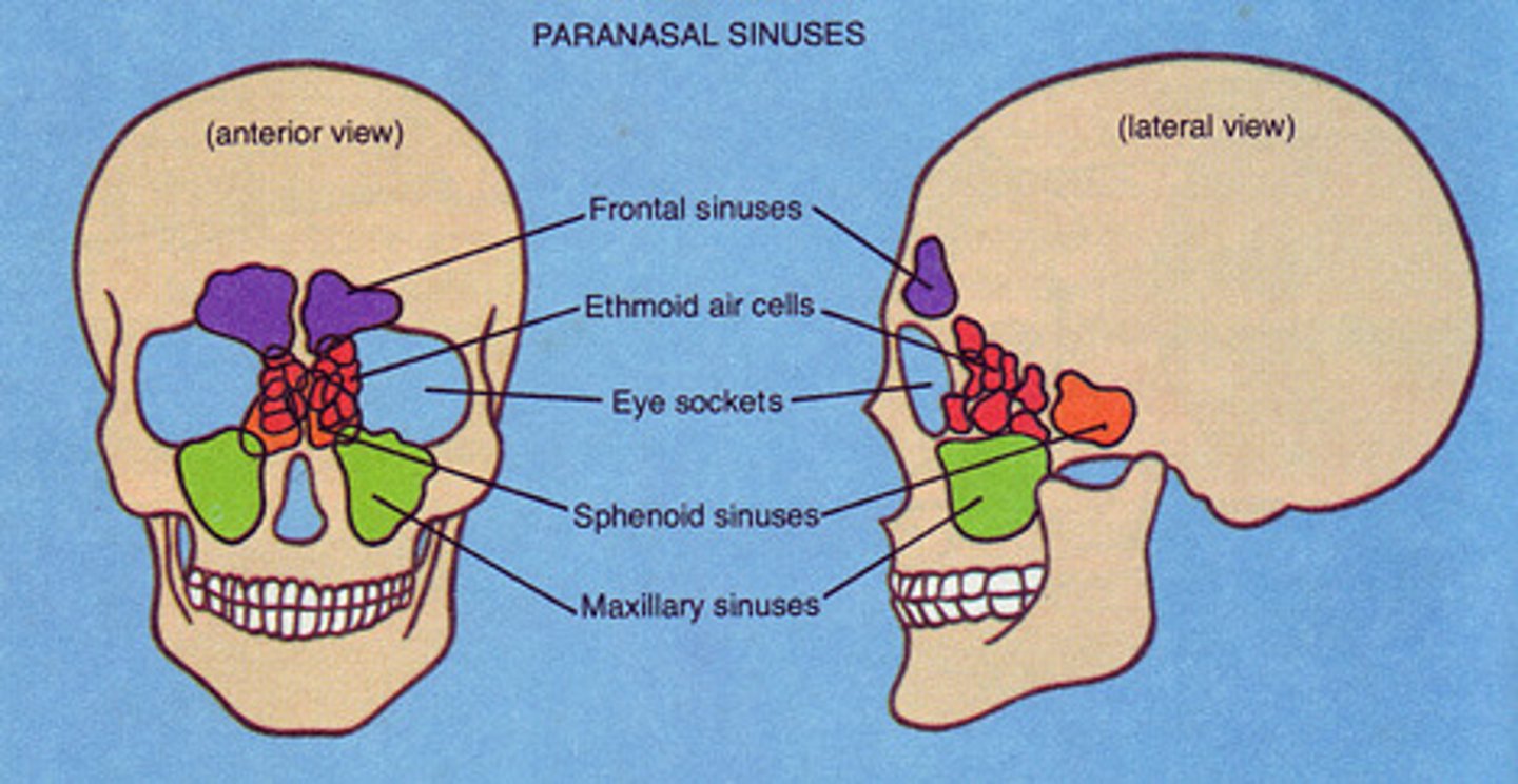 <p>Paired cavities in frontal, sphenoid, ethmoid, and maxillary bones • Lined with mucous membranes that are continuous with lining of nasal cavity• Functions - Produces mucus - Resonating chambers for sound</p>