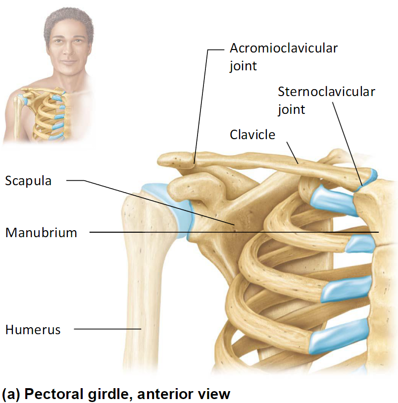 <ul><li><p>Consists of:</p><ul><li><p>Scapulae</p></li><li><p>Clavicles</p></li></ul></li><li><p>Attach upper limbs to axial skeleton</p></li><li><p>Attachment sites for muscles</p></li></ul><p></p>