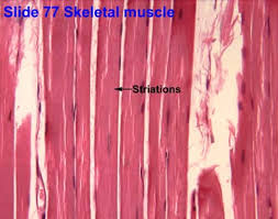 <p>Where are the striations in the skeletal tissue?</p>