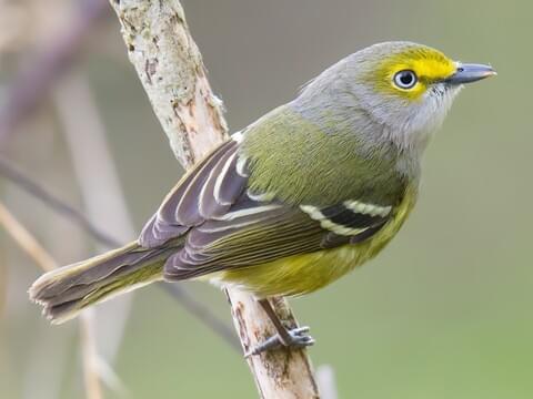 <p>Vireonidae </p>
