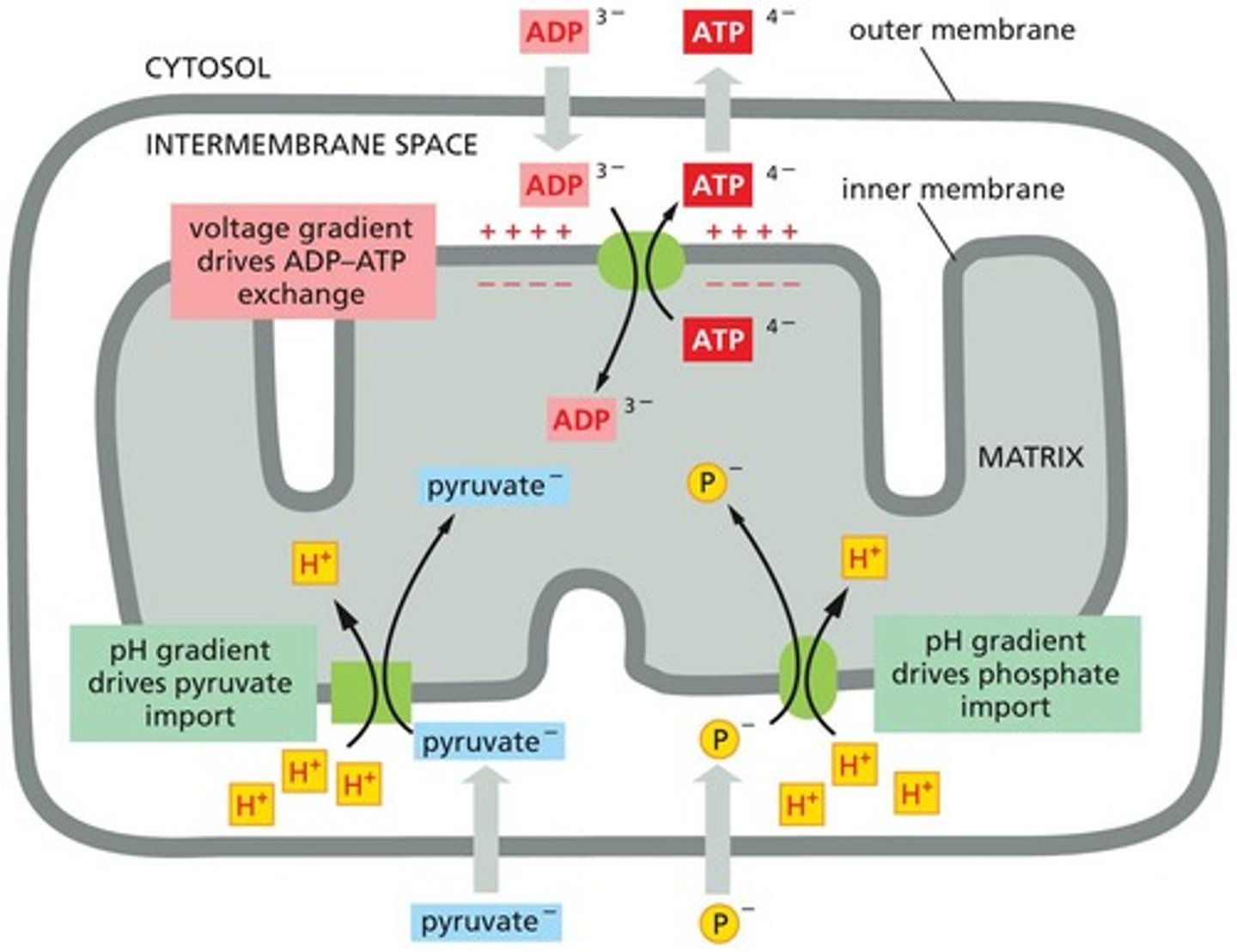 <p>Gradient drives transport of pyruvate and phosphate.</p>