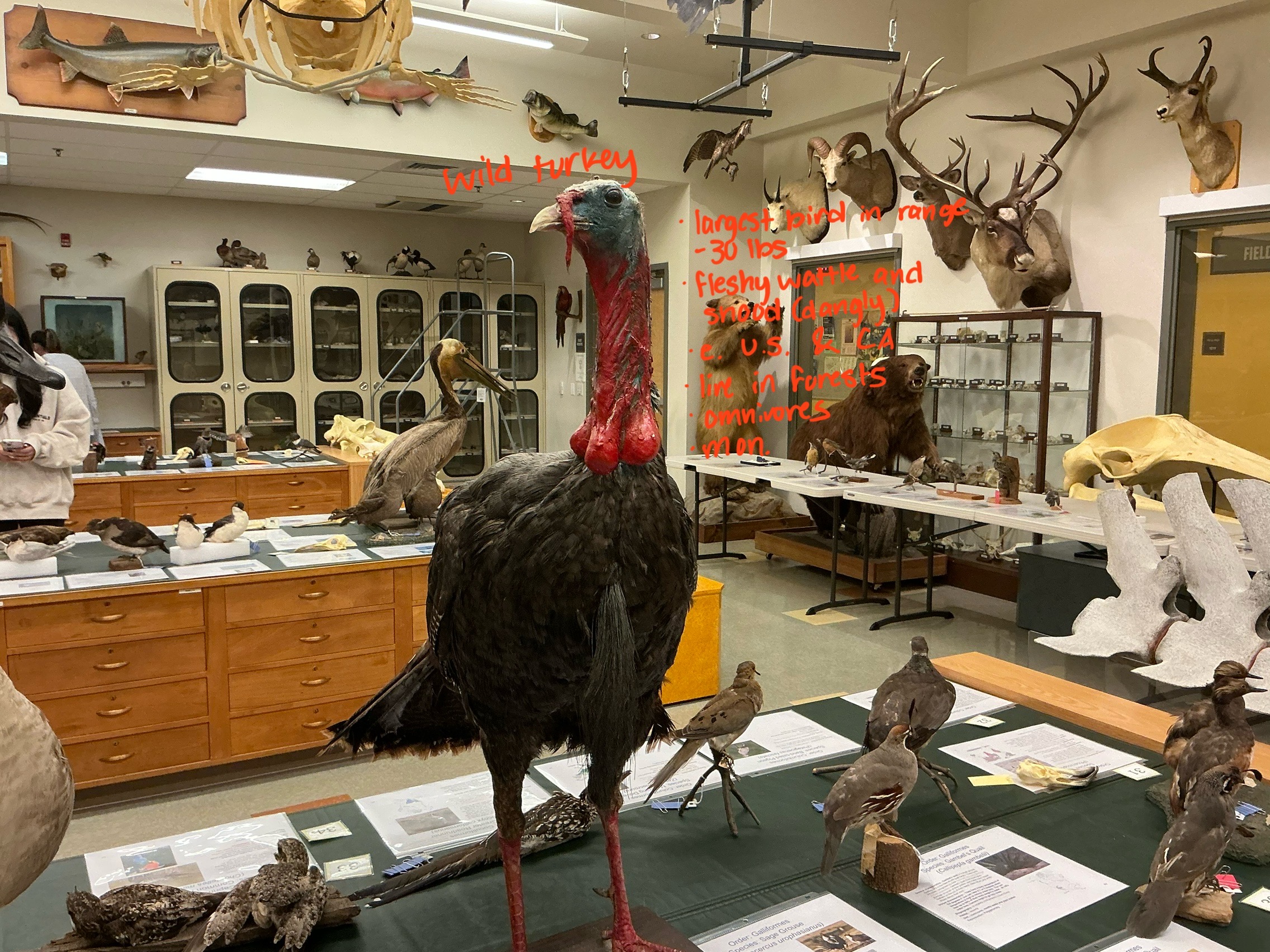 <p>What is unique about Wild Turkeys? What is this called?</p>