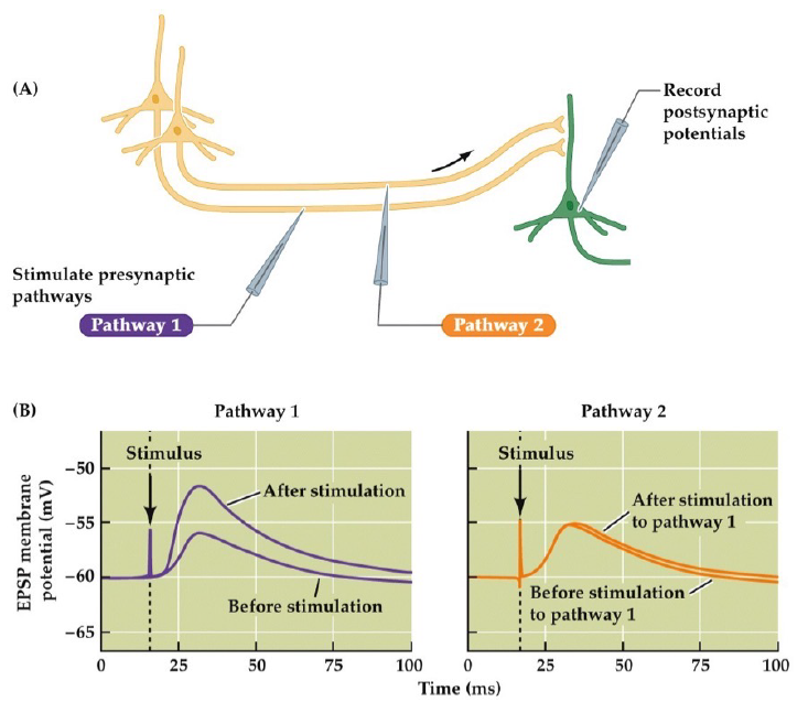 <p>• after high-frequency burst to pathway 1, post-synaptic neuron exhibits stronger responses to pathway 1 </p>
<p>• specific to stimulated change (no response to pathway 2) </p>
<p>• increases sensitivity is long-lasting → LTP </p>
<p>• long-term depression happens with very low-frequency bursts → weakening of synapses</p>